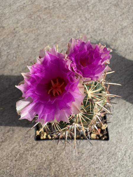 Thelocactus bicolor v pottsii